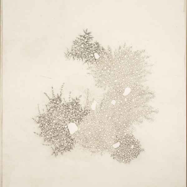 Les jardins consumés II